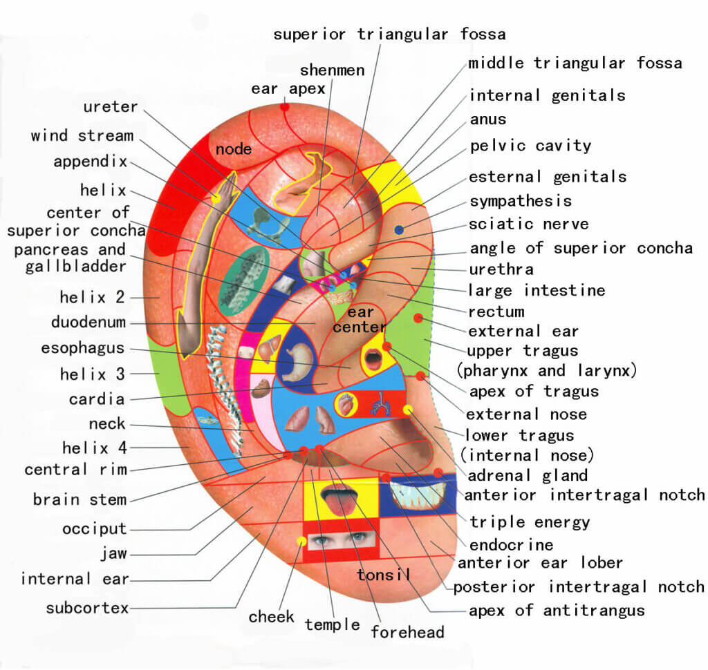 lend-me-your-ear-no-really-family-tree-acupuncture